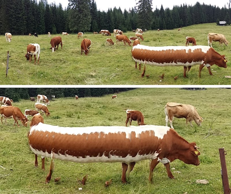13. Pokušalo je okinuti panoramsku fotku, ali krava se baš u tom trenutku počela kretati