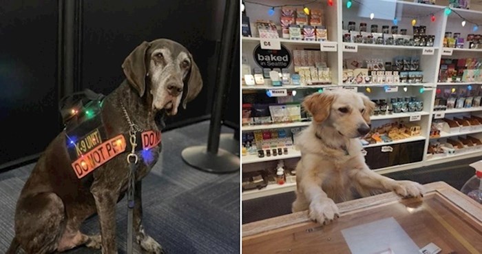 Preslatke fotke pasa koji su na poslu bolji radnici od većine ljudi