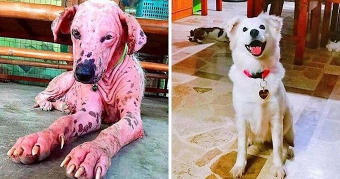 30 dirljivih fotki pasa prije i poslije udomljavanja