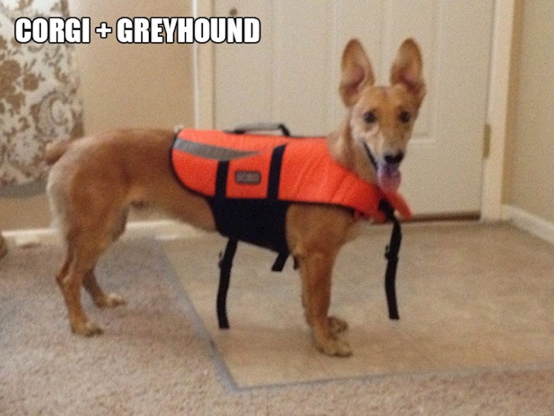 21. Korgi + engleski kratkodlaki hrt