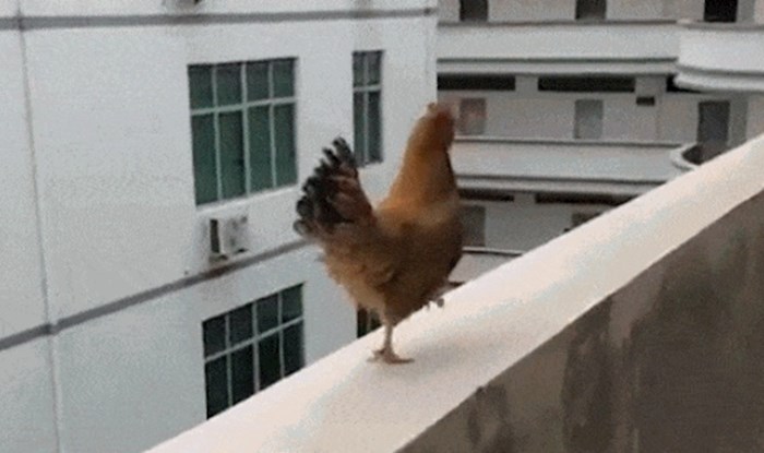 Tko kaže da kokoši ne mogu letjeti? Ova snimka dokazuje suprotno