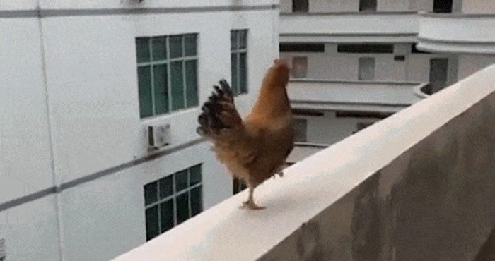 Tko kaže da kokoši ne mogu letjeti? Ova snimka dokazuje suprotno