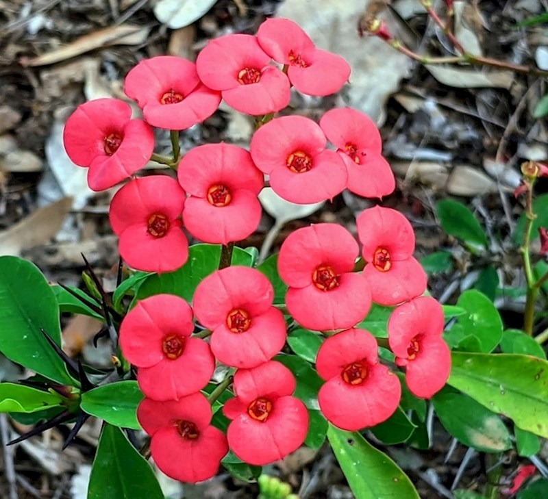 13. Priroda je savršeno posložila ovo cvijeće.
