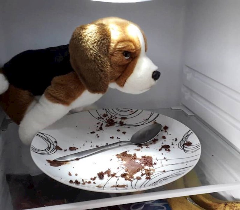 Kreativni muž pokušao se izvući od krivnje, ali svi znaju da ovaj plišo nije pojeo tortu.😛