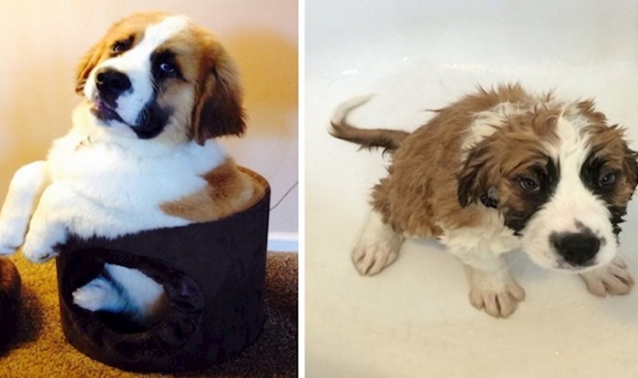 19 smiješnih fotki pasa prije i poslije kupanja