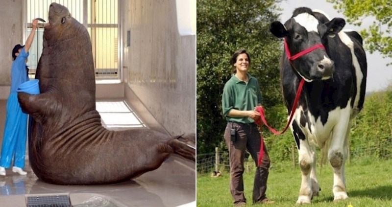 19 gigantskih životinja čija će vas veličina totalno šokirati