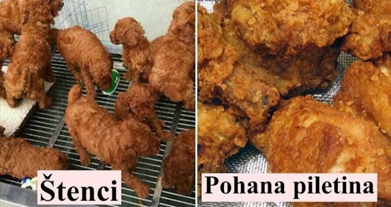 15 fotki pasa koji izgledaju kao nešto totalno drugo