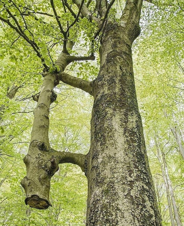 11.