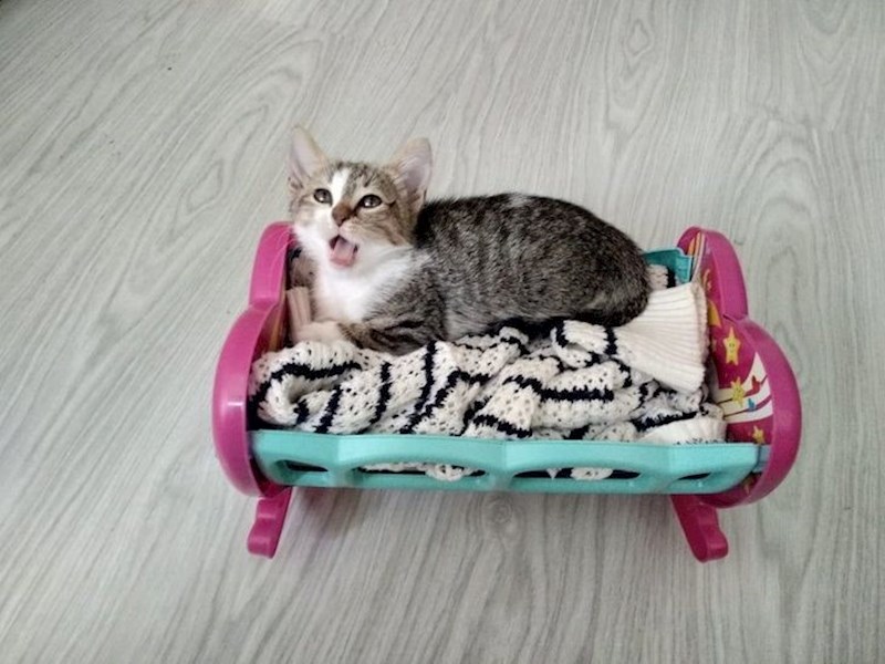 "Od  - životinje nisu za kuću, do - vidi napravio sam joj krevetić jer ona je mala beba."