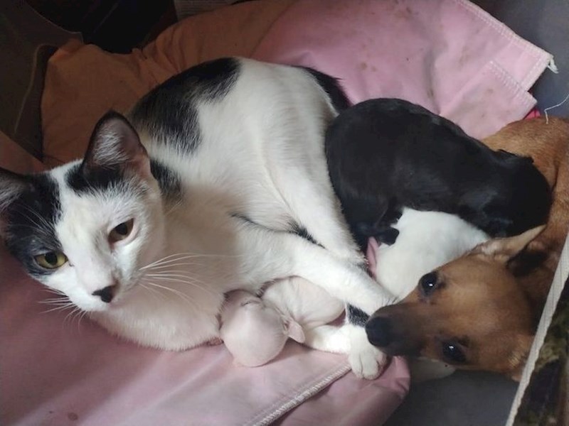 11. Mama pas dopustila je maci da bude u kućici s njom i bebama.