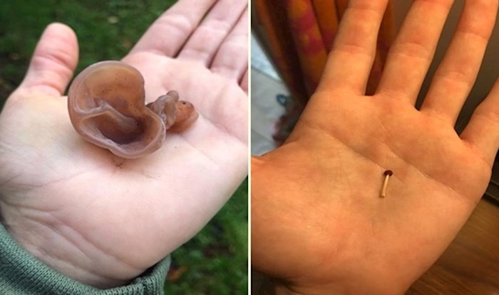 20 ljudi koji su slučajno pronašli gljive čudnih oblika i veličina