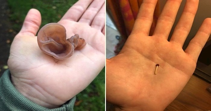 20 ljudi koji su slučajno pronašli gljive čudnih oblika i veličina