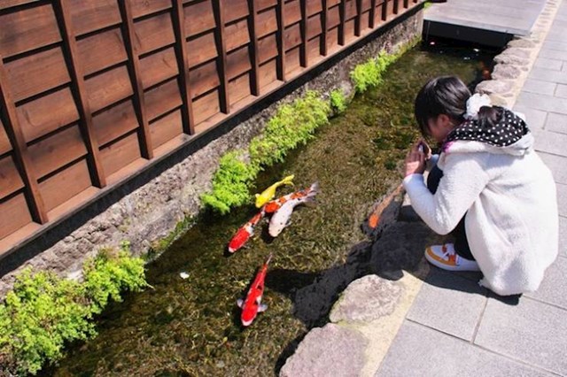 13.Voda u odvodnim kanalima je u nekim japanskim gradovima toliko čista da ribice koi tu rado plivaju.