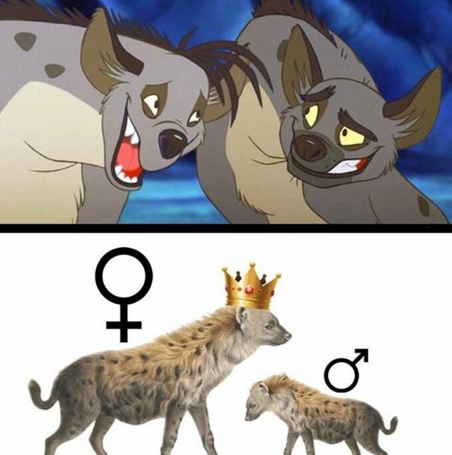 3. U Kralju lavova ženska hijena je dominantna i šefuje muškim hijenama. Tako je i u stvarnom svijetu!