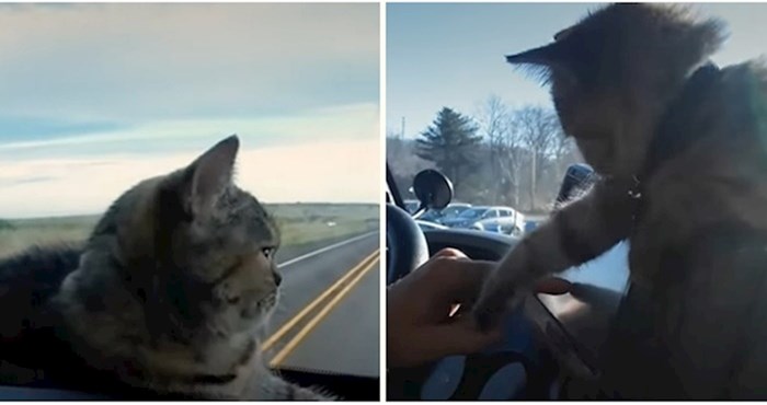 VIDEO Netipična mačka koja voli avanture i vožnju na prednjem sjedalu