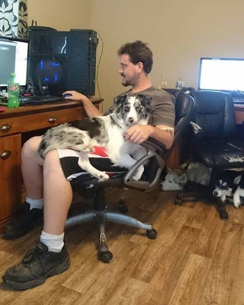 1. Kad ste izrazito velik čovjek, čak i veliki pas u vašem krilu izgleda kao da je veličine pudlice