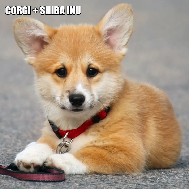 1. Korgi + Shiba Inu
