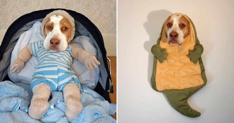 Simpatični bigl obožava pozirati u kostimima, fotke će vas totalno raznježiti