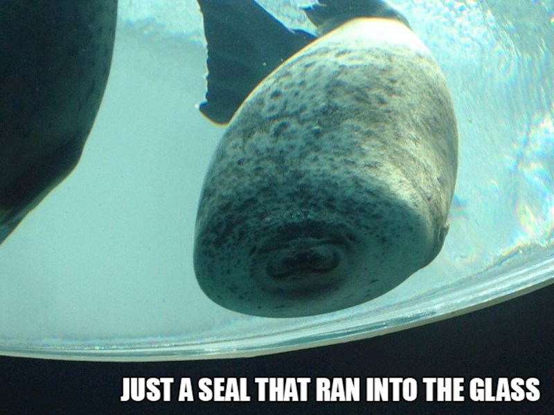 14. Tuljan se zabio u staklo..😆