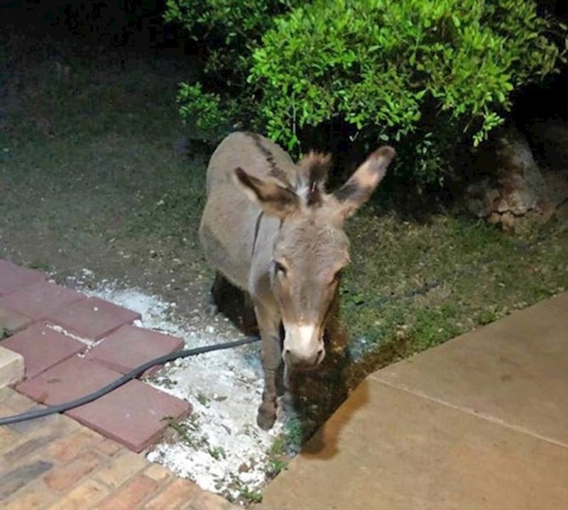 2. Išla sam prošetati psa i u dvorištu kuće koju smo unajmili pronašla super gosta iznenađenja!