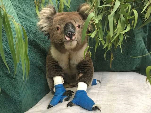 Potpuno posebna koala.