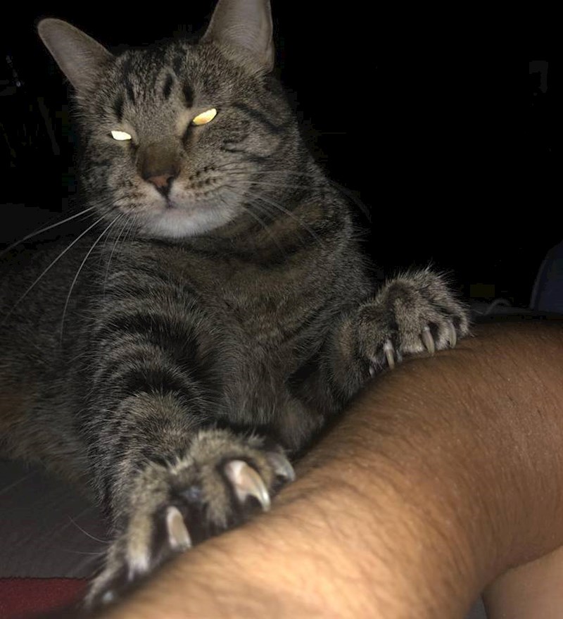 5. "Moja budilica svakog jutra."