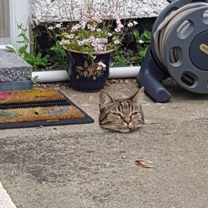 5. Gdje je nestao ostatak mačke?😂