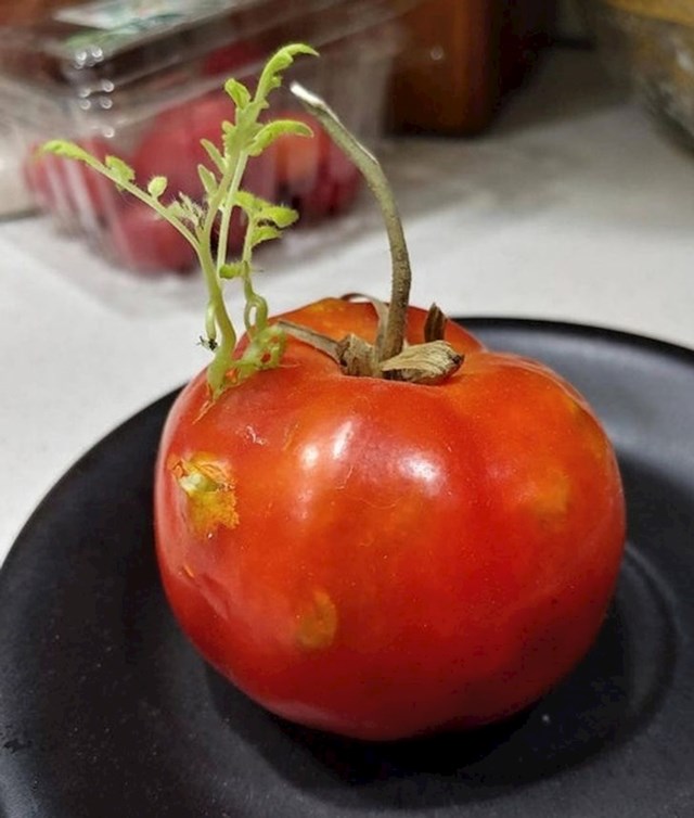 10. Zaboravljena rajčica spremila je malo iznenađenje