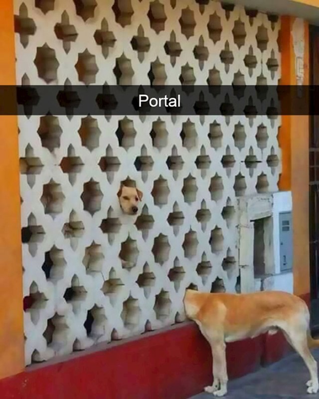 15. Pas koji je otkrio portal u drugu dimenziju