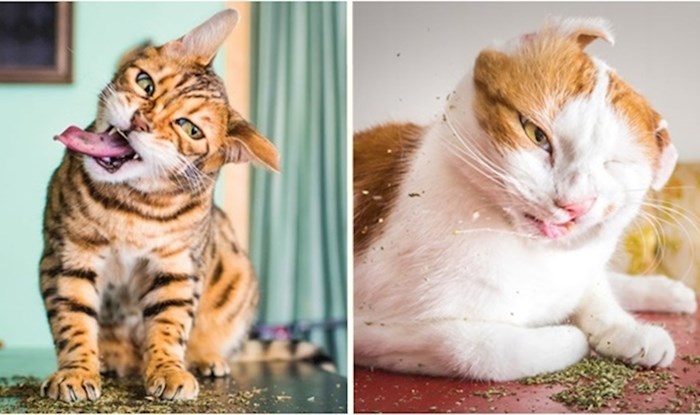 25 urnebesnih fotografija mačaka pod utjecajem mačje metvice