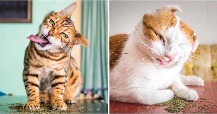 25 urnebesnih fotografija mačaka pod utjecajem mačje metvice