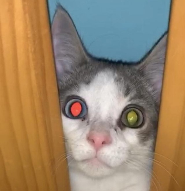 9.😻