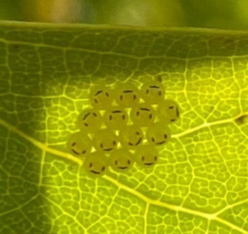 4. Jajašca nekog insekta izgledaju kao da se smješkaju