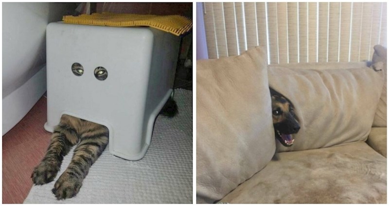 19 kućnih ljubimaca pokušali su se sakriti na urnebesna mjesta i nasmijali cijeli internet