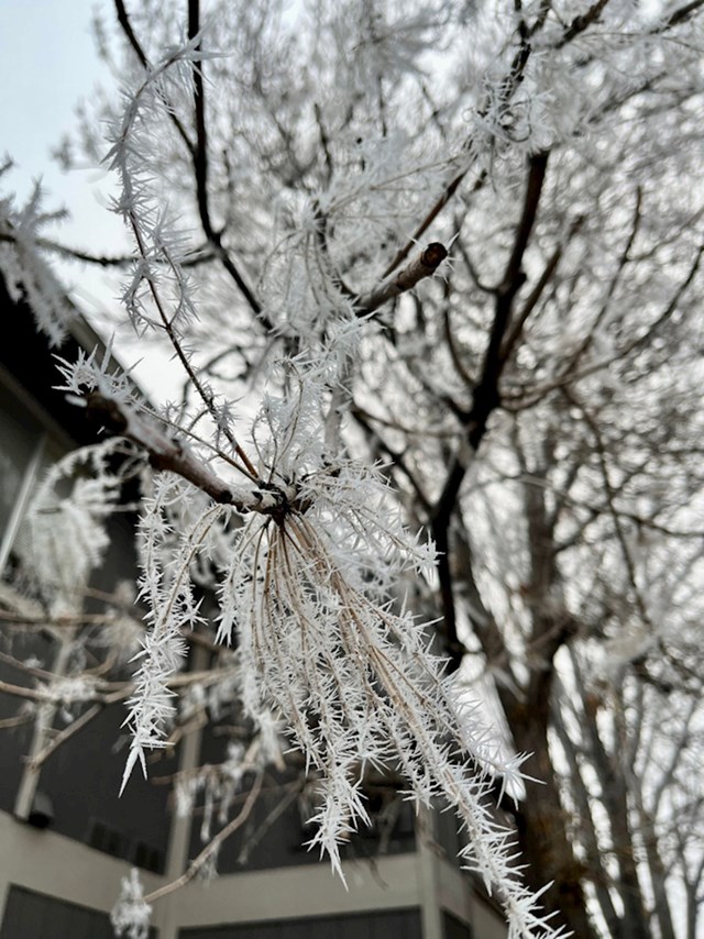 5. Nije padao snijeg, ali bilo je toliko hladno da su se stabla smrznula