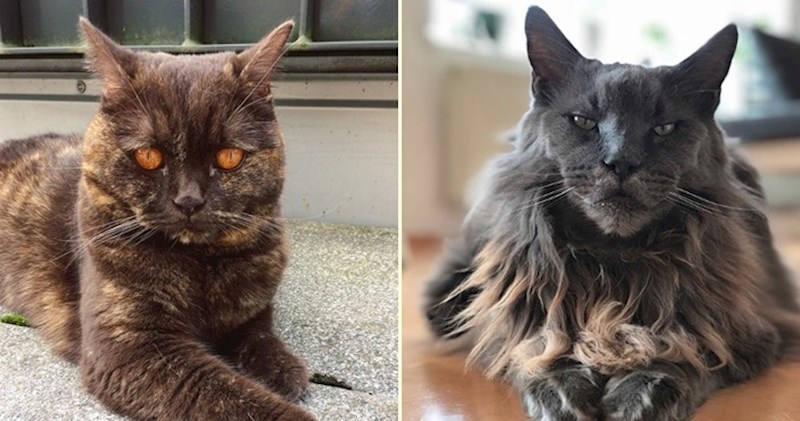 20 vrlo neobičnih mačaka koje izgledaju kao da su fotošopirane