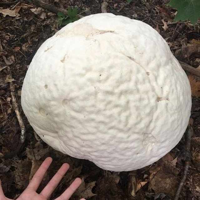 Izuzetno velika gljiva.