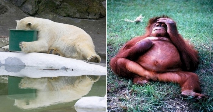 20 životinja koje izgledaju kao da pate od strašnog mamurluka