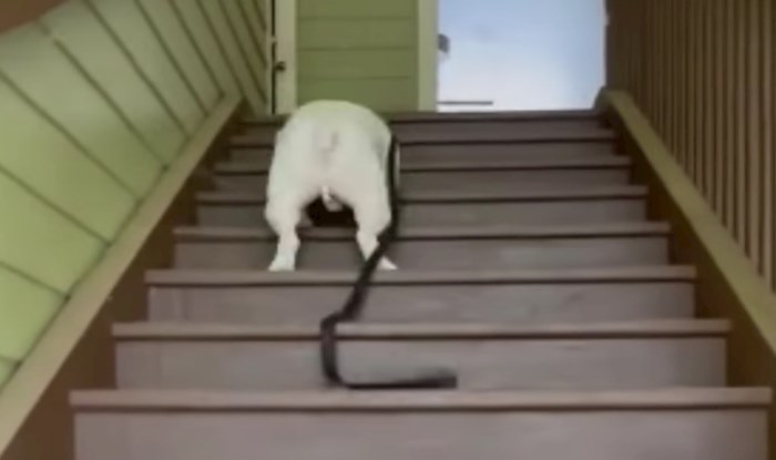 Ovaj pas postao je viralni hit zbog urnebesnog penjanja po stepenicama, morate vidjeti snimku