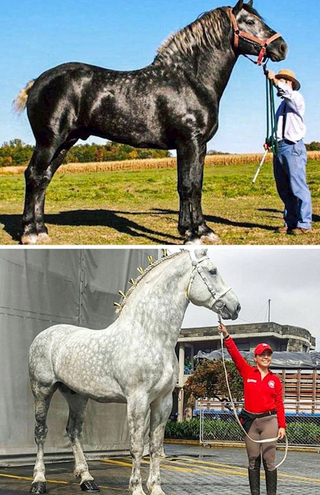 18. Ovo je isti konj, 5 godina kasnije