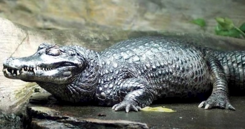 VIDEO 10 smrtonosnih stvorenja koja žive u rijeci Amazoni