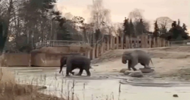 Šaljivdžije postoje i u životinjskom svijetu, jedan slon dobro je zeznuo drugoga