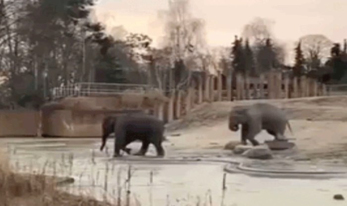 Šaljivdžije postoje i u životinjskom svijetu, jedan slon dobro je zeznuo drugoga
