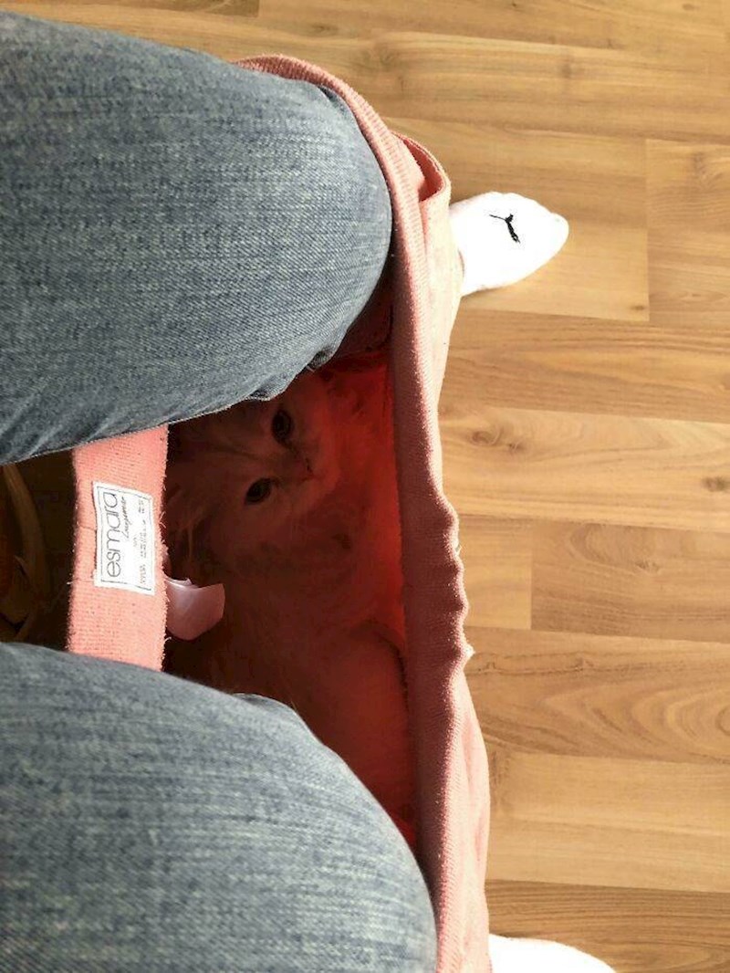 4. Obožava sjediti u hlačama, pa njezina vlasnica nekad kad nema što drugo za raditi obuče još jedan par hlača i dopusti mu da u njima spava