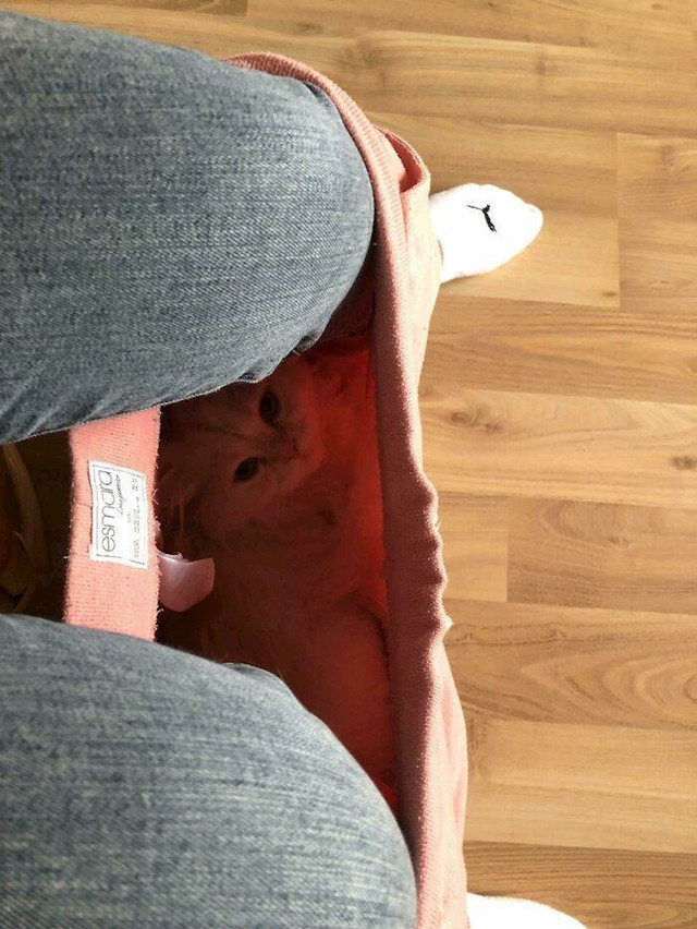 4. Obožava sjediti u hlačama, pa njezina vlasnica nekad kad nema što drugo za raditi obuče još jedan par hlača i dopusti mu da u njima spava