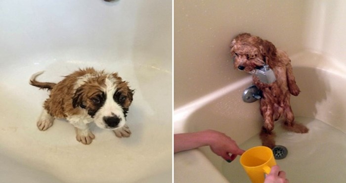 Presmiješne fotke pasa koji ne izgledaju kao da uživaju u kupanju