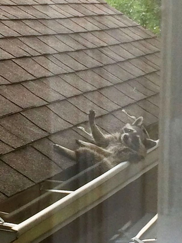 11. Ovaj rakun svaki dan u isto vrijeme dolazi odmoriti u oluk pored moga prozora i sad ga već smatram susjedom
