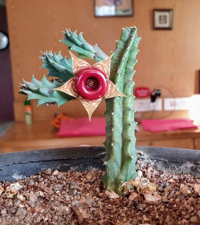 Cvijet na ovom kaktusu.