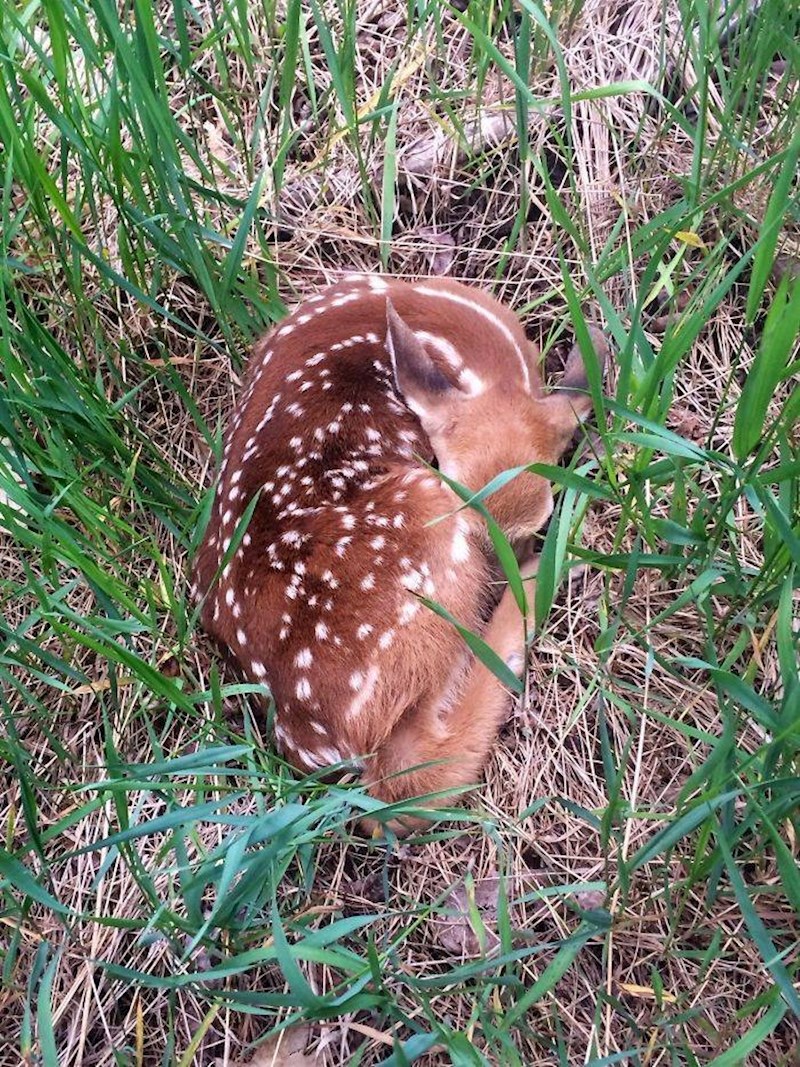 7. "Šetala sam šumom i skoro ugazila na ovu slatkicu!"