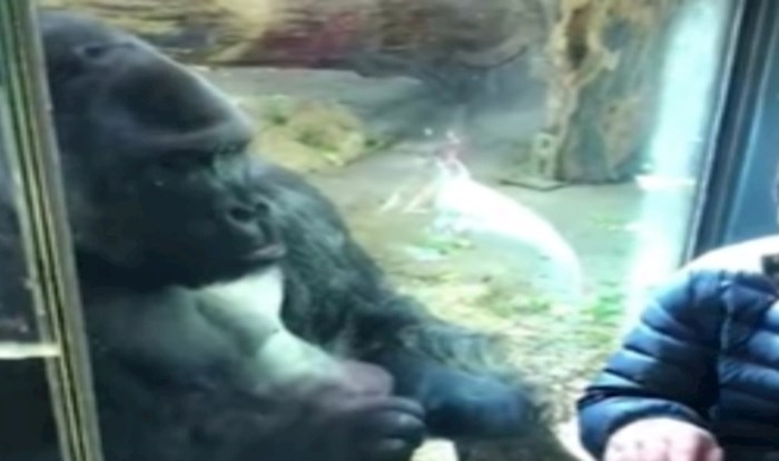 Video od milijun pogleda, morate vidjeti kako gorila pomaže čovjeku odabrati partnericu za spoj